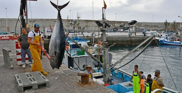 Bluefin tuna fishing in Puerto de Mogán
